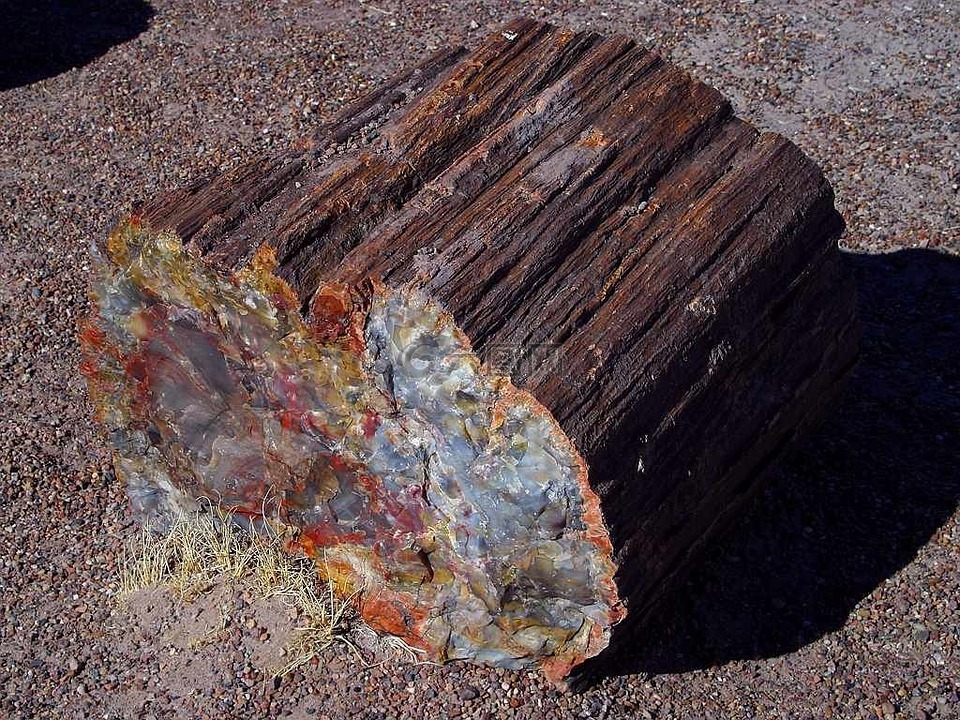 石化树,亚利桑那,石化
