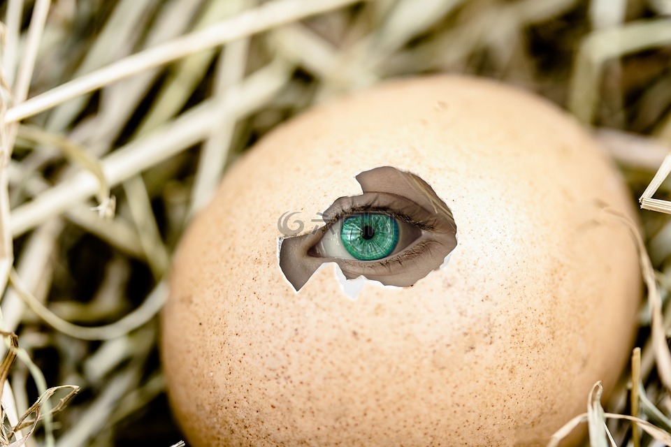 鸡蛋,眼,通过观察