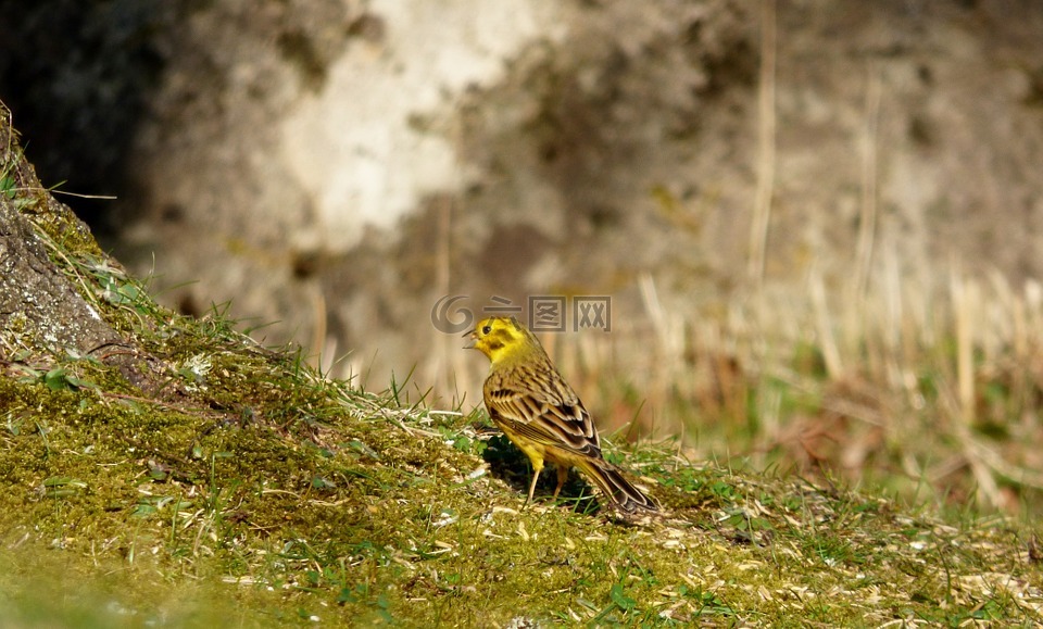 金色啄木鸟,鸟,黄色的鸟