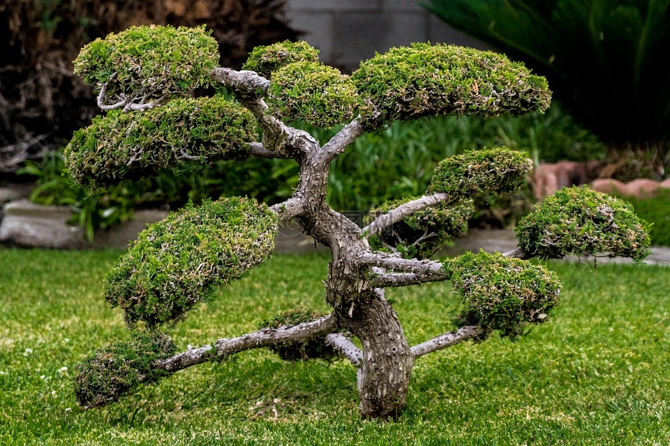 盆景,微型,植物