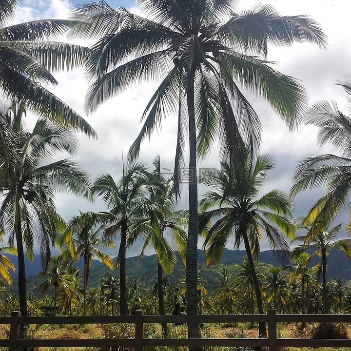 棕榈,热带,夏威夷