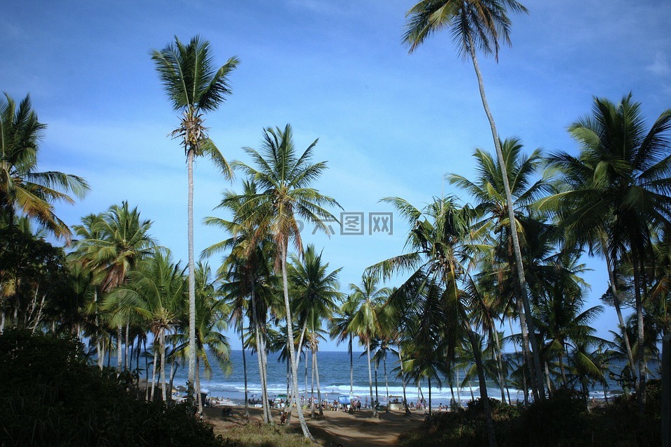 海滩,mar,椰子树