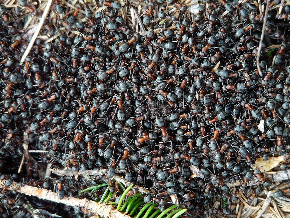 蚂蚁,木蚂蚁,福米卡