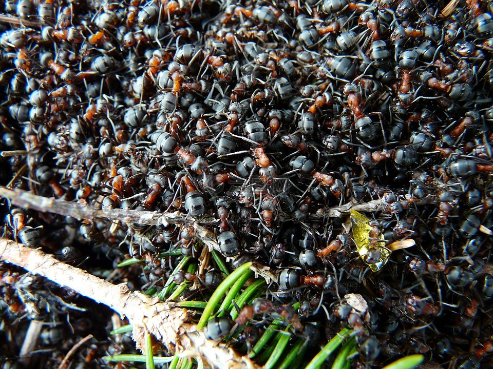 蚂蚁,木蚂蚁,福米卡