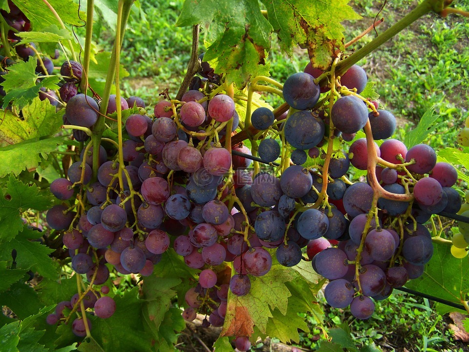 葡萄,蓝紫色,浆果作物