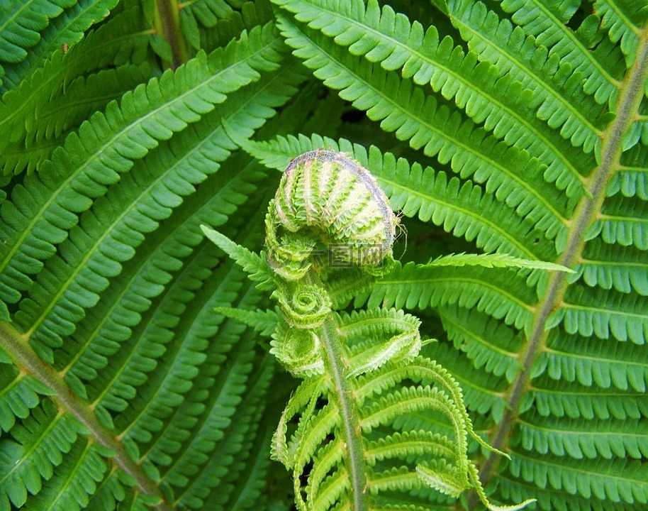 蕨,绿色植物,蜗形新叶