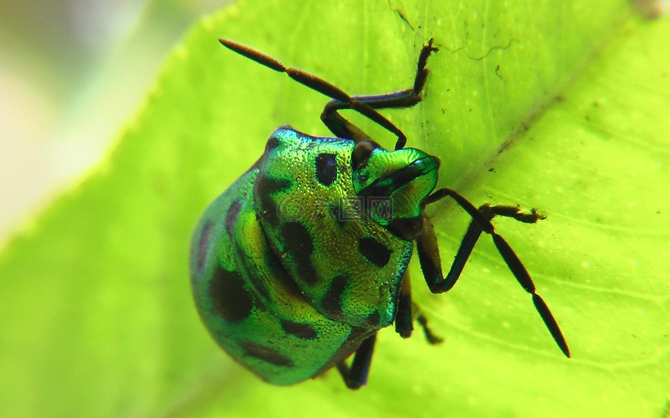 亮绿色壳的昆虫图片