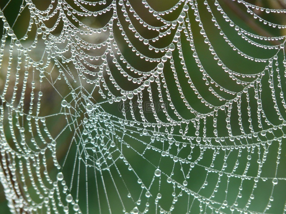 蜘蛛网,morgentau,露水