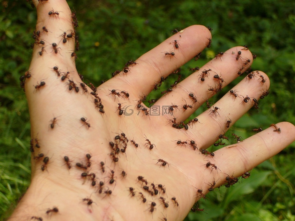 蚂蚁,木蚂蚁,手
