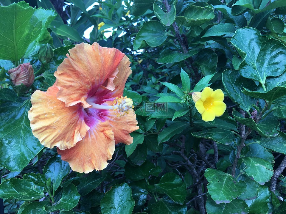 夏威夷,槿,花