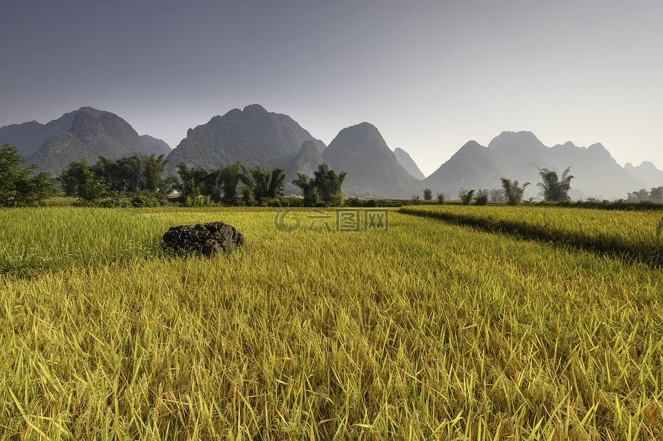米,越南,高原