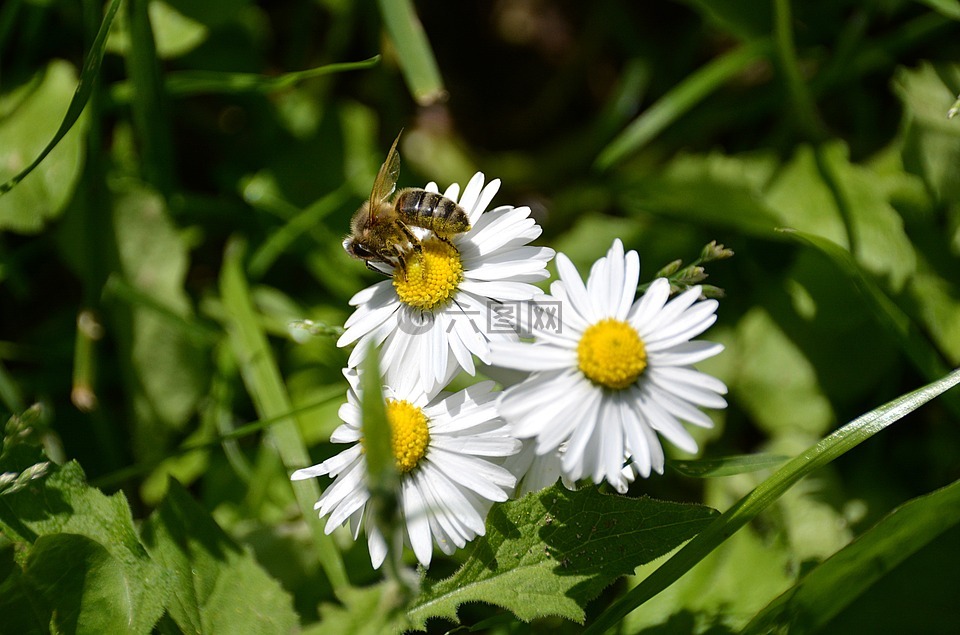 玛格丽特,蜜蜂,白色的花