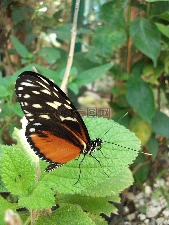 蝴蝶的照片,蝴蝶,哥斯达黎加