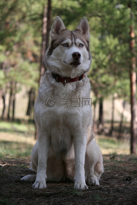 西伯利亚雪橇犬,森林,狗看起来