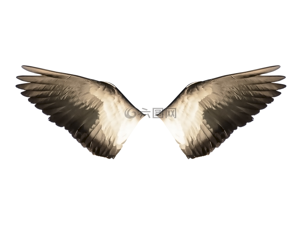 翅膀,翅膀ave,ave