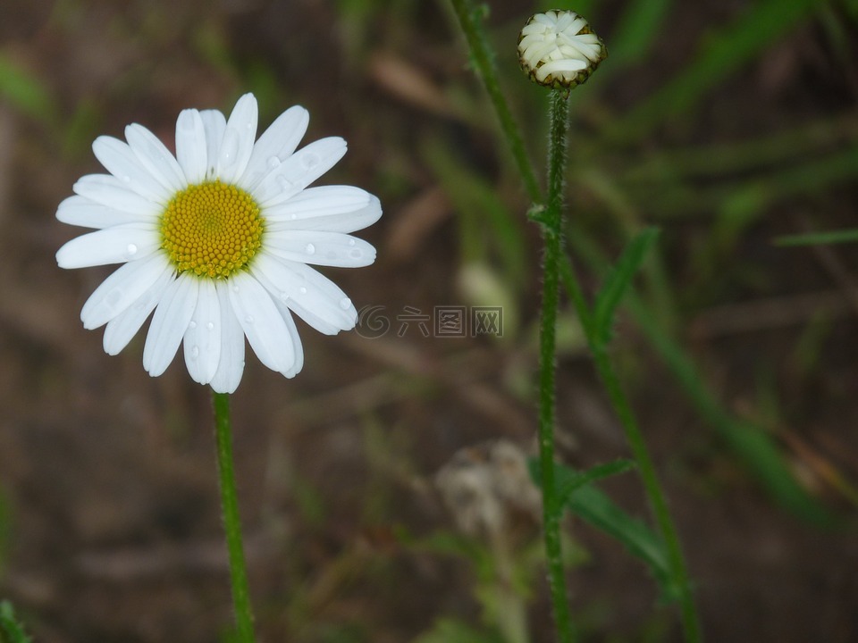 雏菊,白,招标