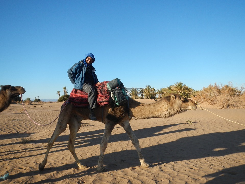 沙漠,wüstentour,骆驼