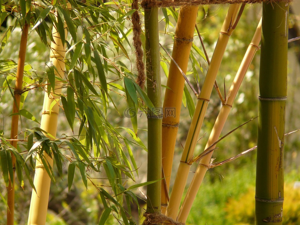 竹,竹种园,aureocaulis