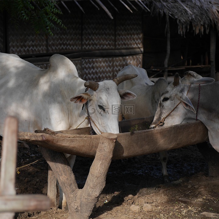 奶牛,药水,缅甸