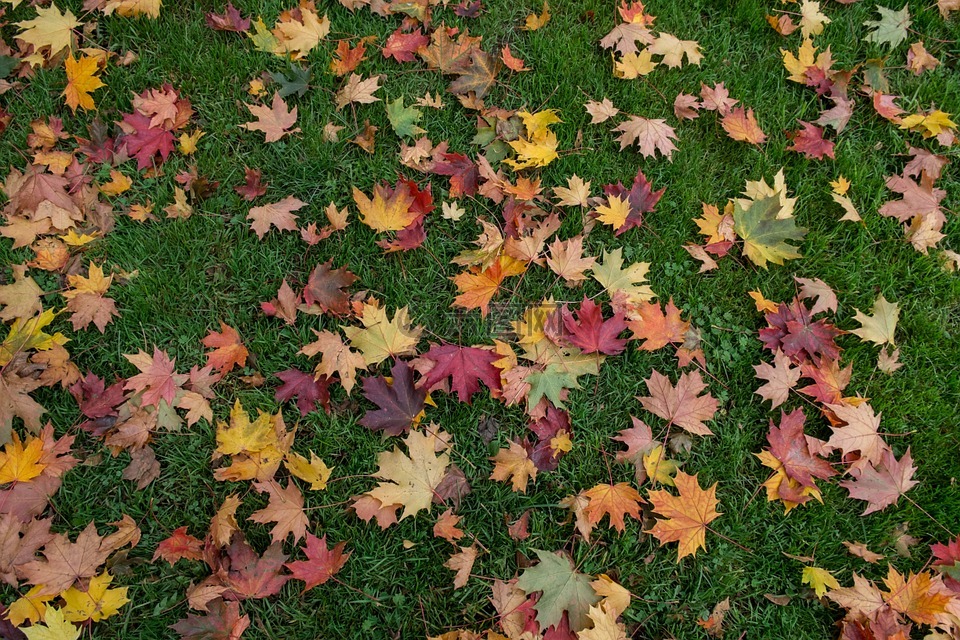 叶子,秋季,颜色多样