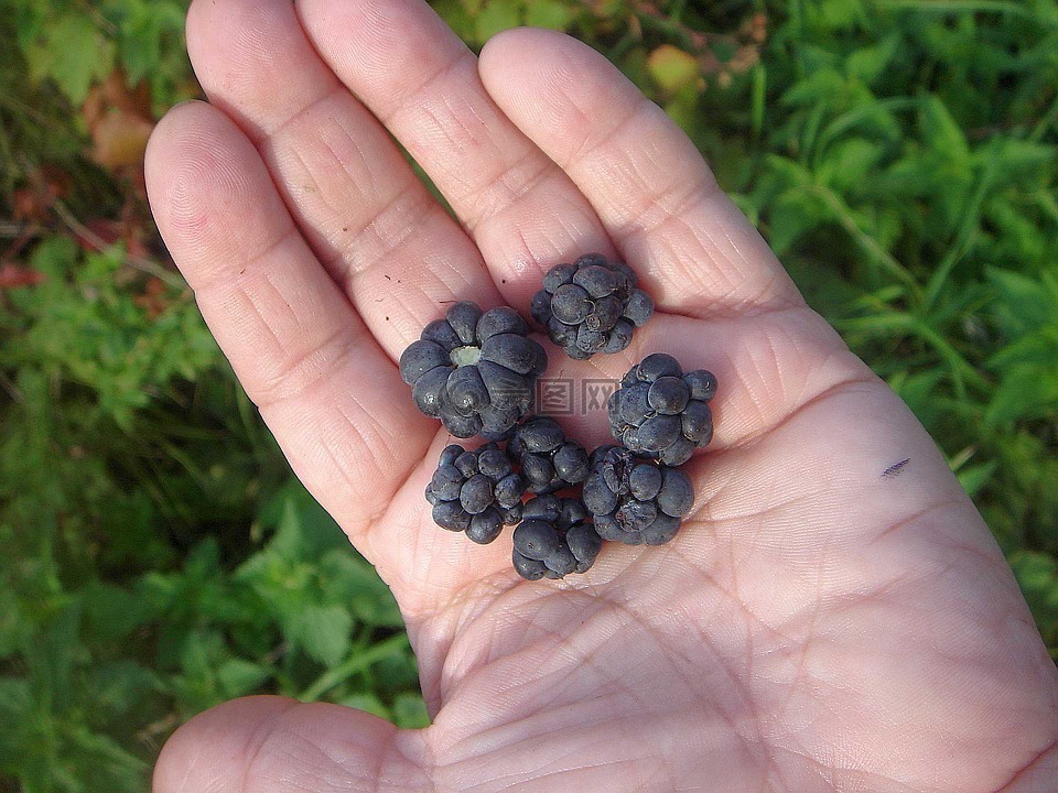 黑莓,手,水果