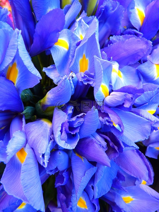 虹膜,蓝色,鲜花