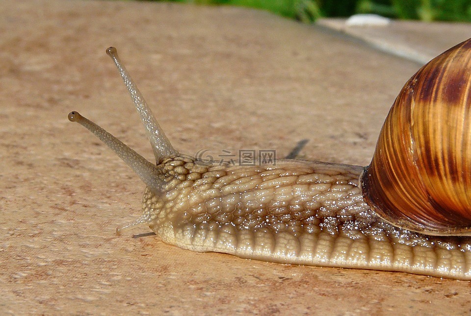 蜗牛,贝壳,天线