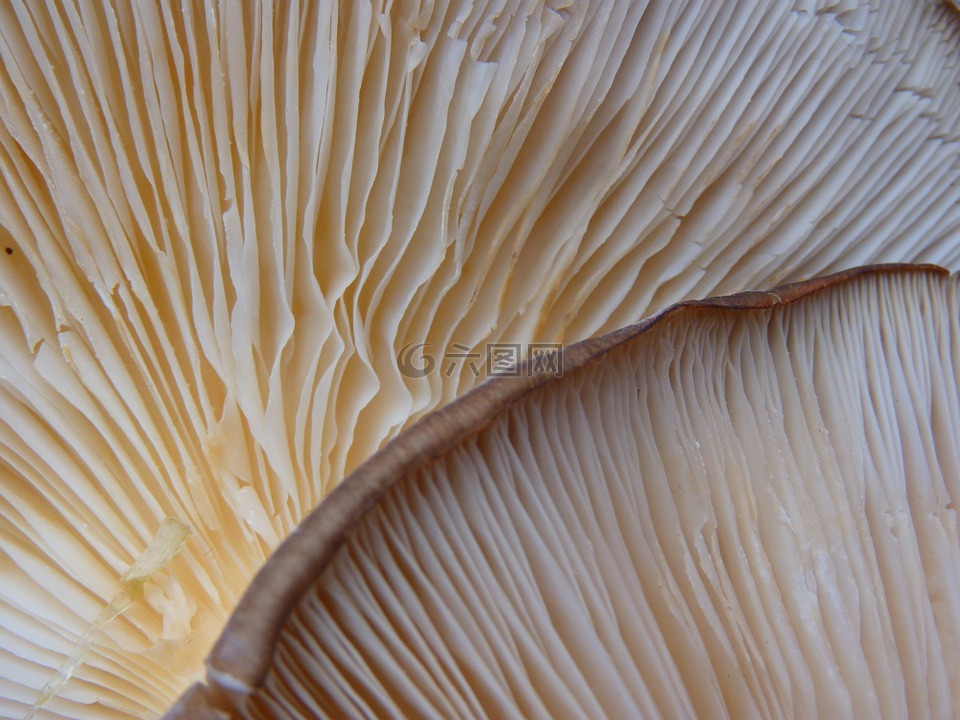 蘑菇,层状,布朗
