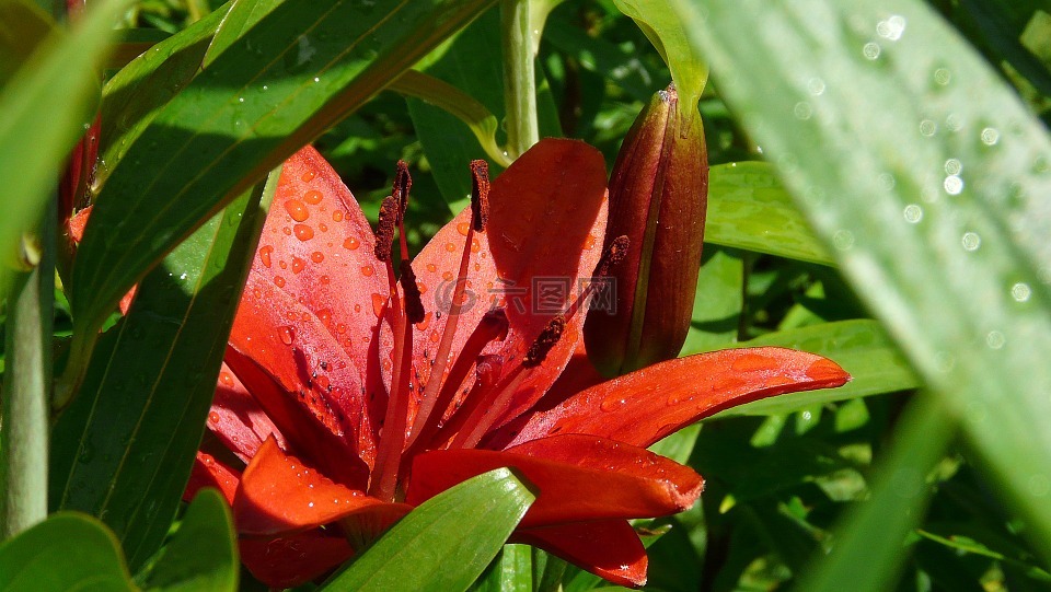 红色的百合花,鲜花,花园