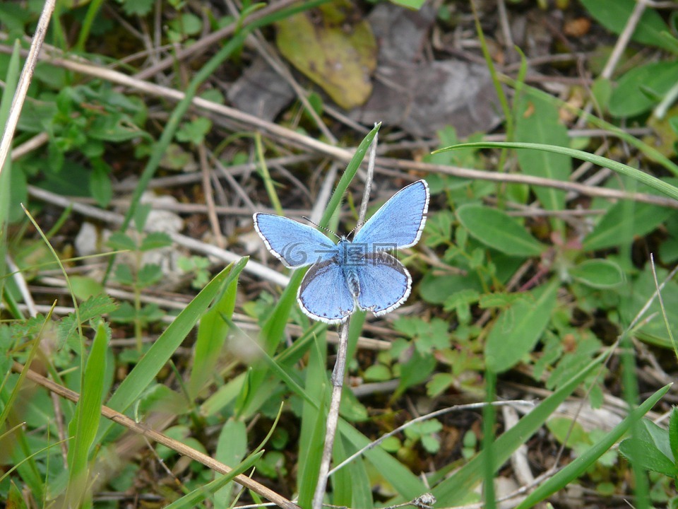 蝴蝶,常见蓝,restharrow的蓝