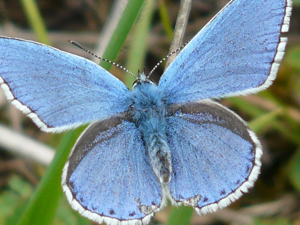 蝴蝶,常见蓝,restharrow的蓝
