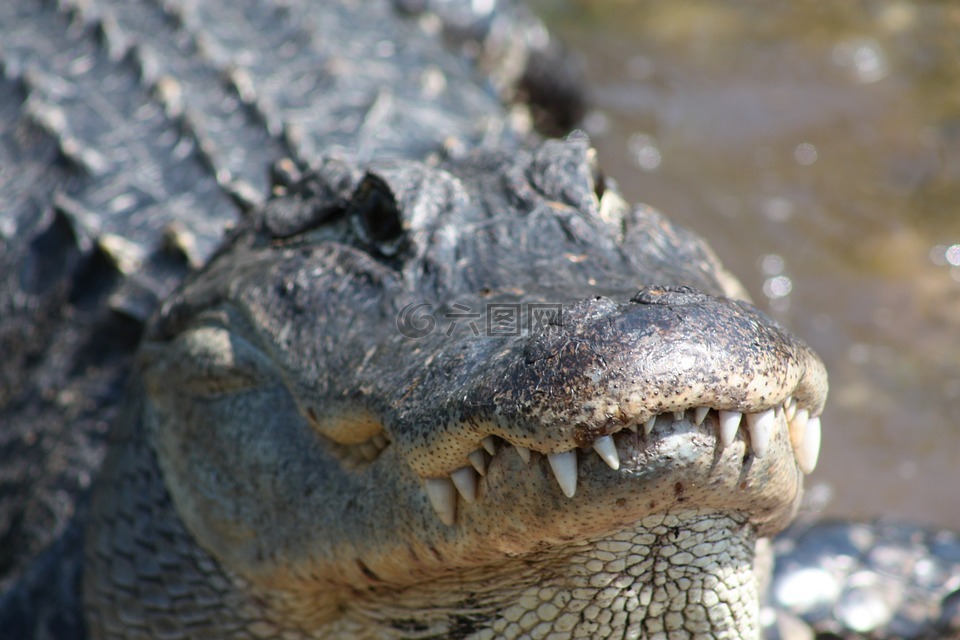 鳄鱼,密西西比州,牙齿
