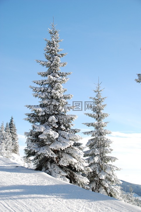 冬天,雪,树