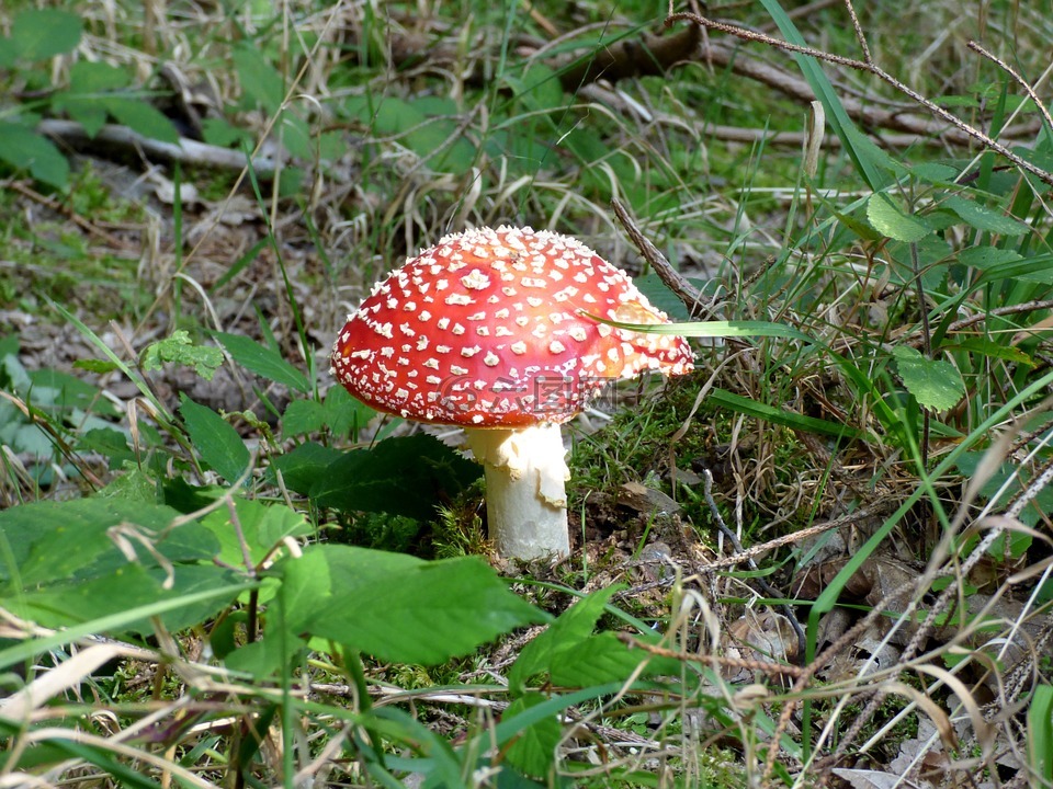 蘑菇,红色与白色圆点,秋季