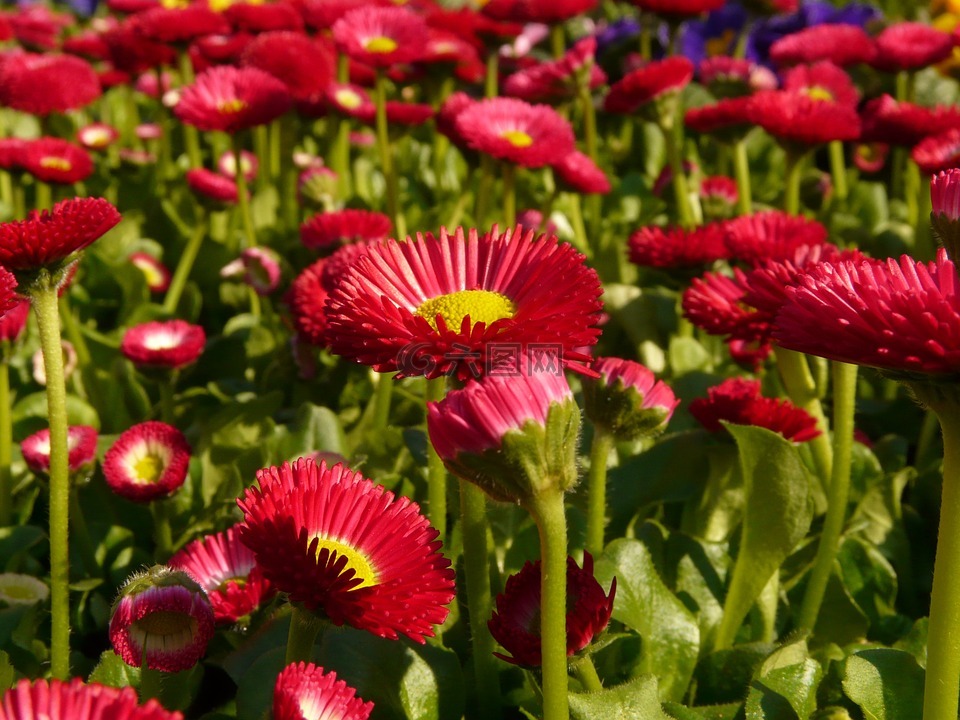 雏菊,红色,花