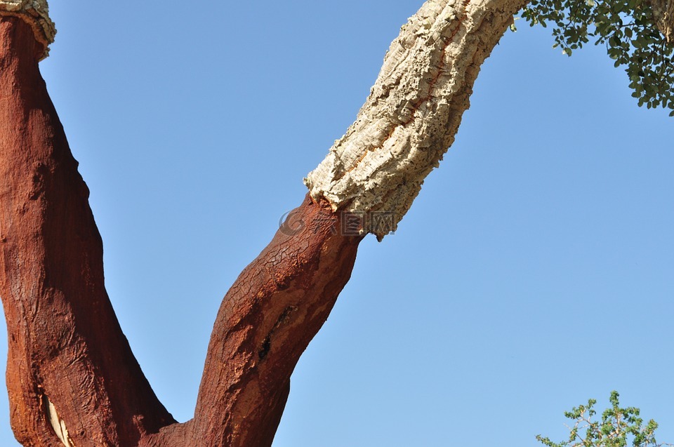 栓皮栎,软木,天然产物