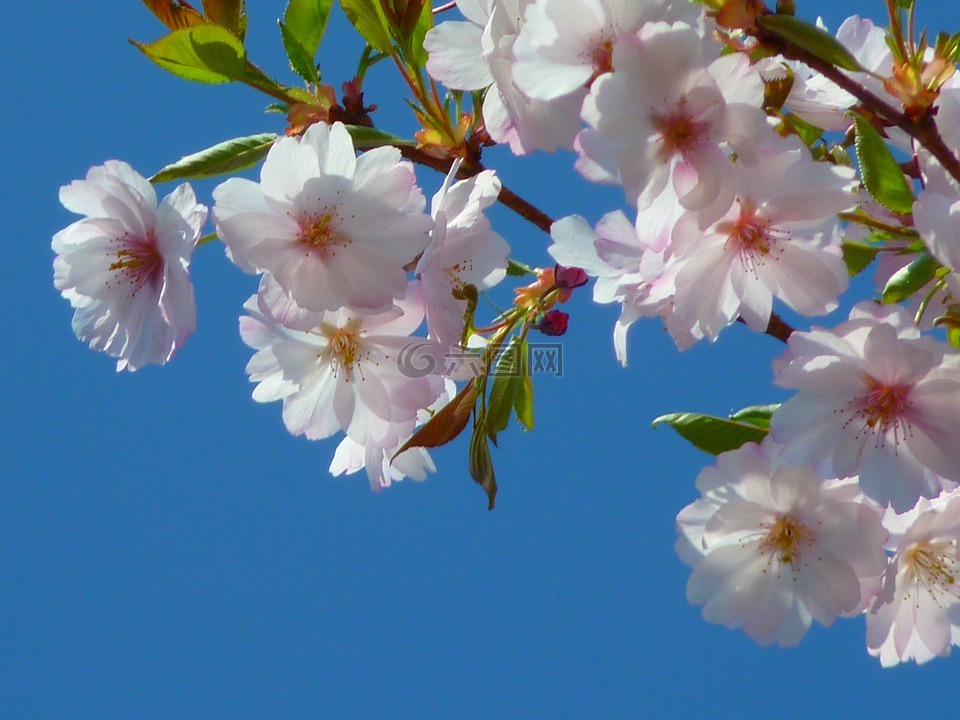 日本樱花树,开花,樱花高清图库素材免费下载(图片编号:6298082)-六图网