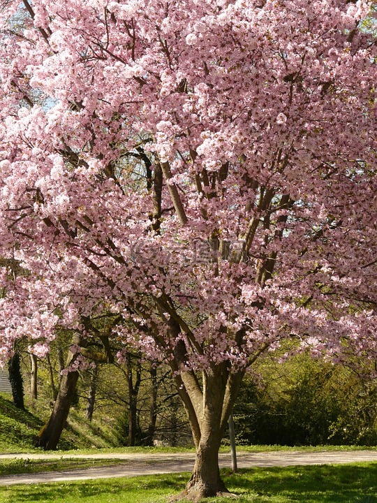 樱花,开花,树