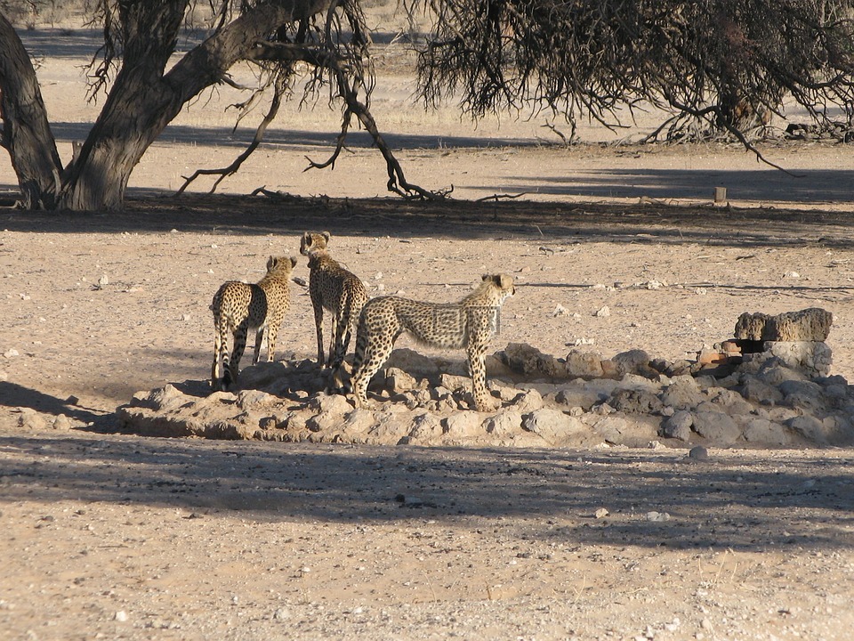 猎豹,喀拉哈里沙漠,野生动物