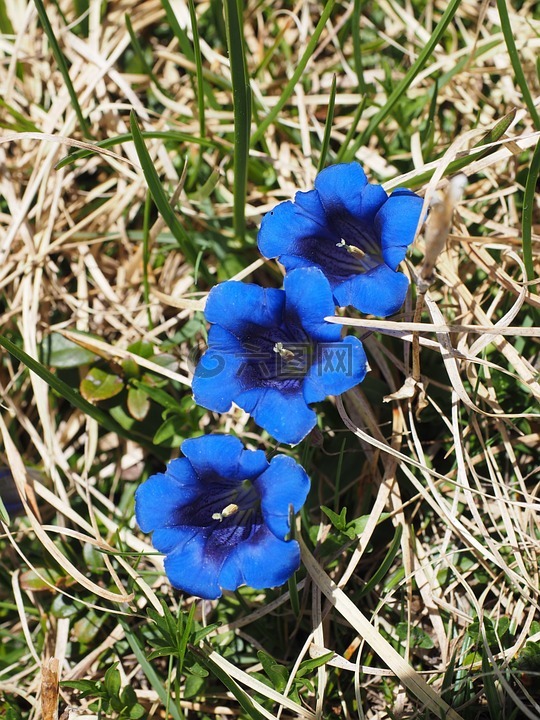 龙胆,clusius龙胆草,鲜花