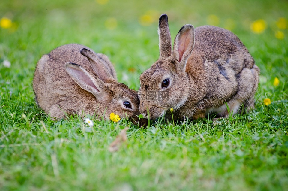 欧洲兔子,兔女郎,草