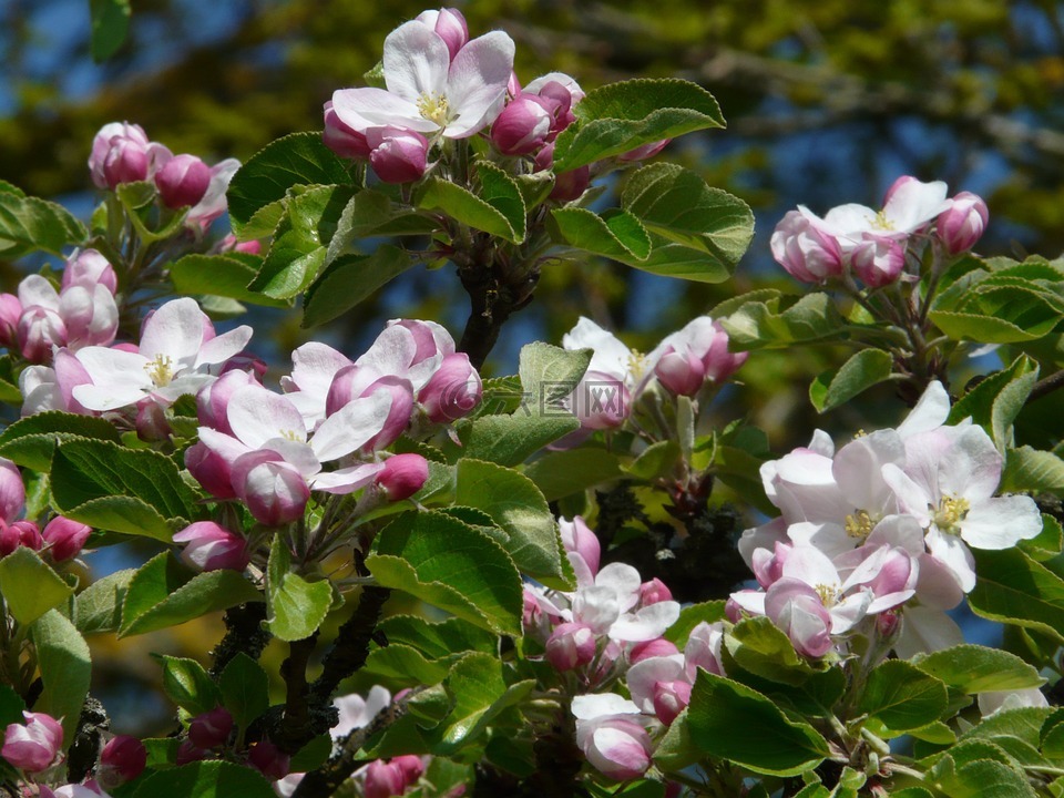 苹果花,苹果树,开花