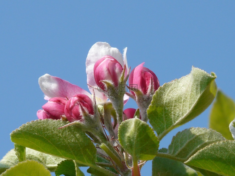 苹果花,苹果树,开花