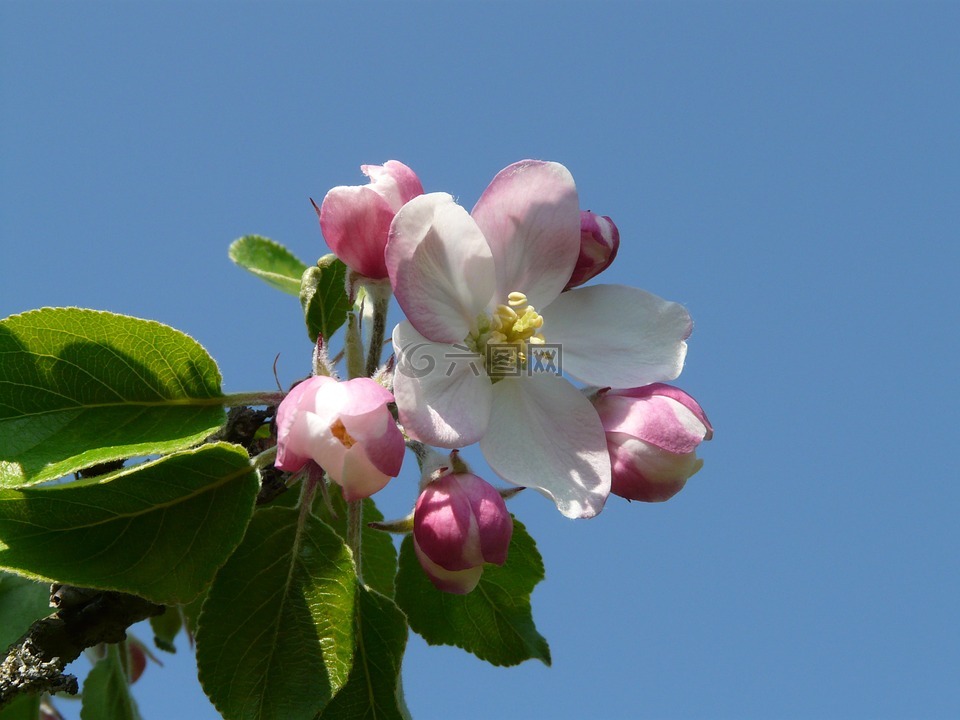 苹果花,苹果树,开花