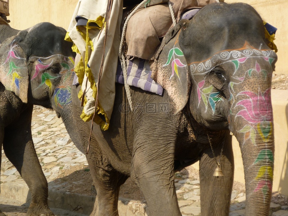 大象,印度,旅行