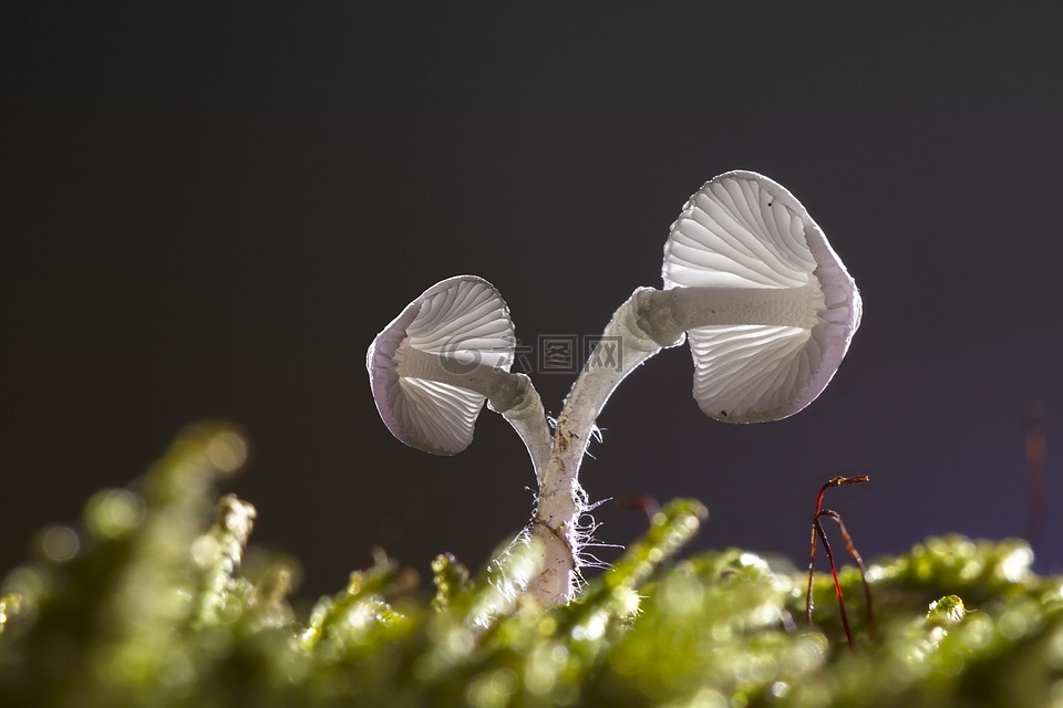 蘑菇,光明,迷你蘑菇