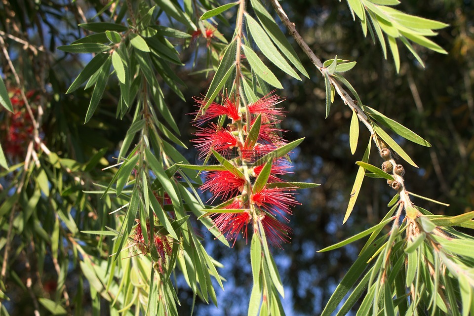 红千,美丽的雄蕊,洗瓶机