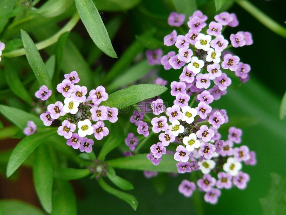 doldiger水芹,水芹,南芥菜caucasica