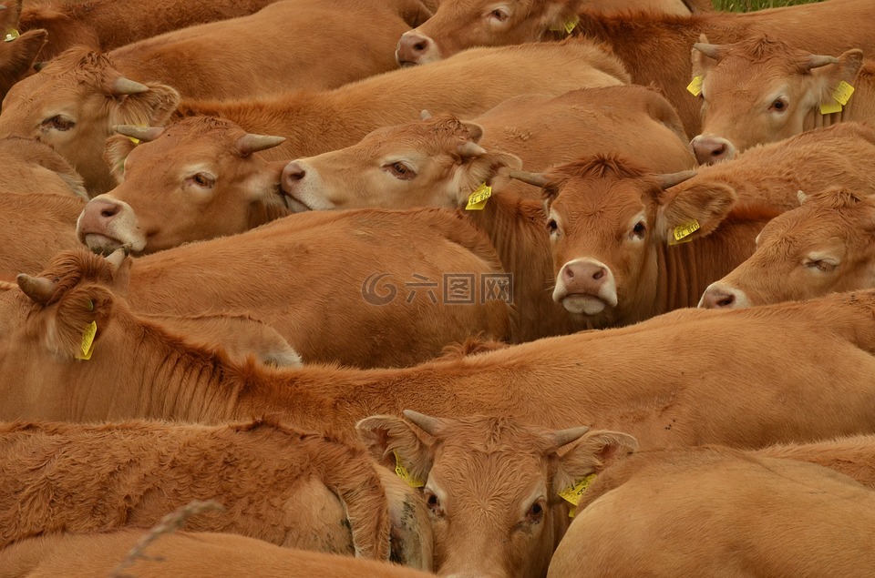 母牛,牛,畜牧业