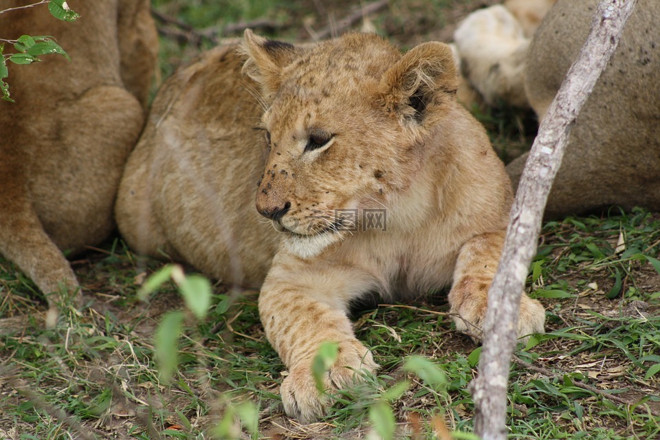 小狮子,休息,野生动物